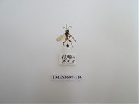 藏品(膜翅目(蜂))的圖片